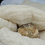 Royal linen gauze